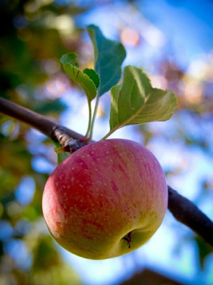 Яблоко от яблони
